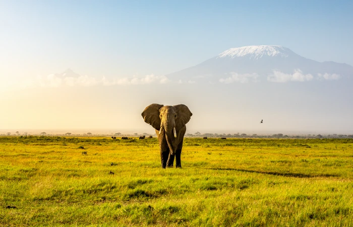 Parque Nacional de Amboseli
