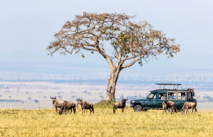 Safari en la sabana