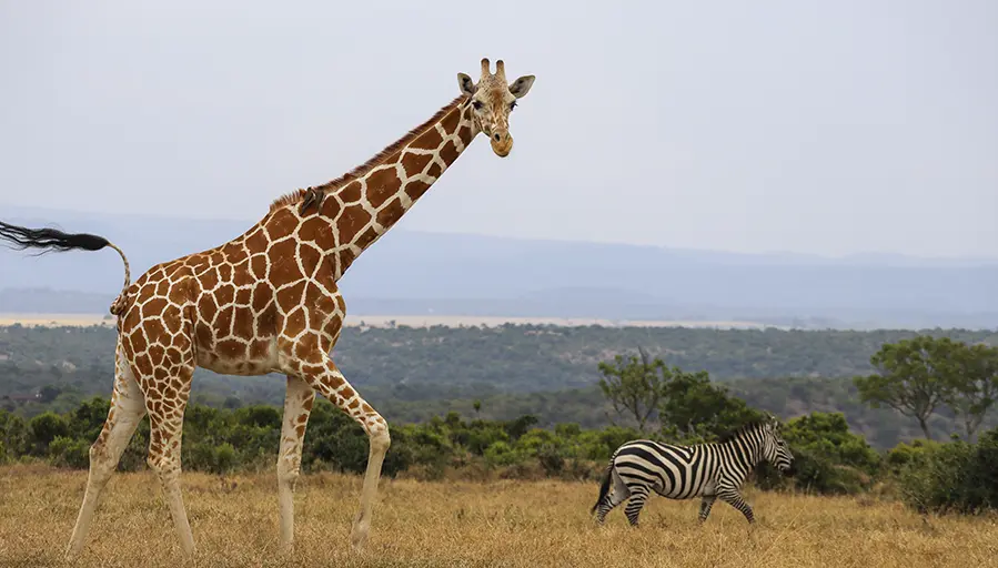 Kenia, parques y reservas