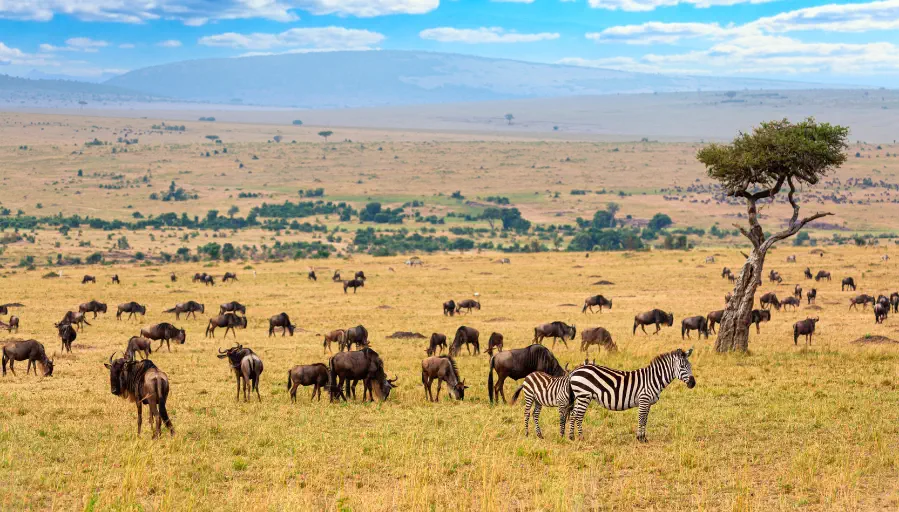 Parque Nacional de Masai Mara