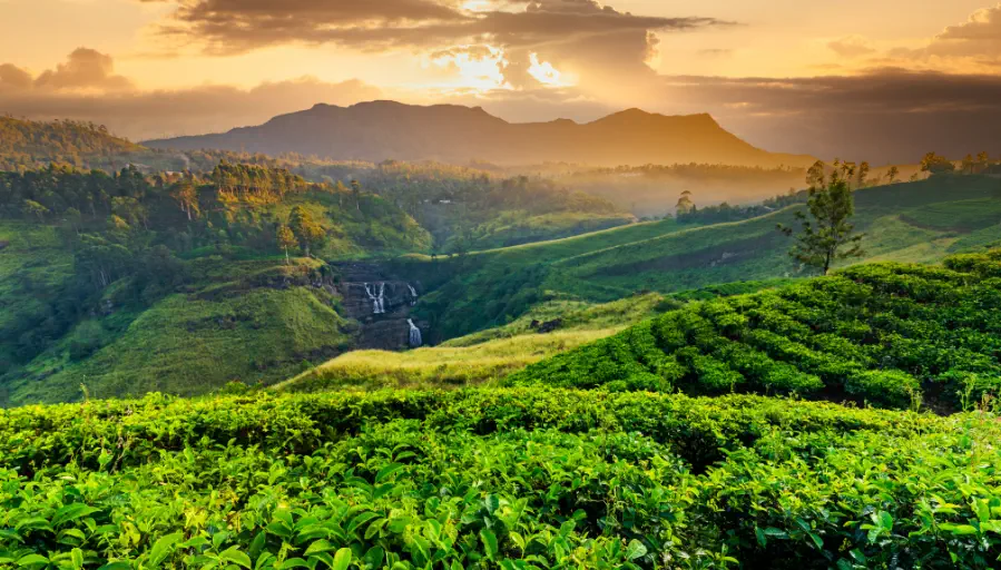 Plantación de té