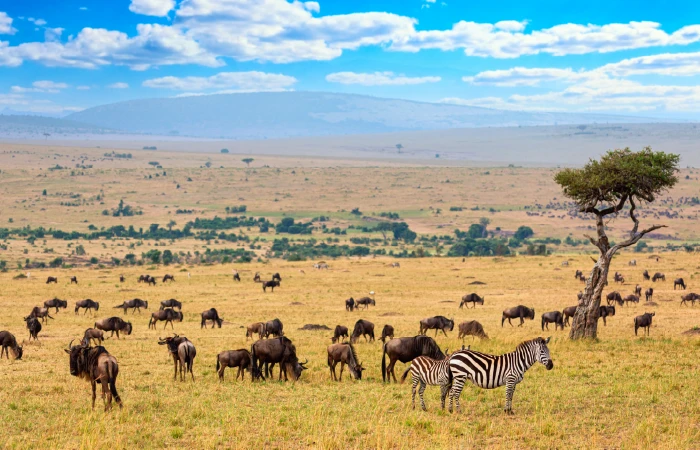 Parque Nacional de Masai Mara